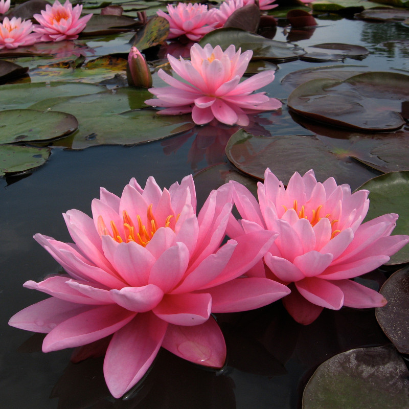 Nymphaea 'Pink Sunrise', nénuphar rustique couleur rose