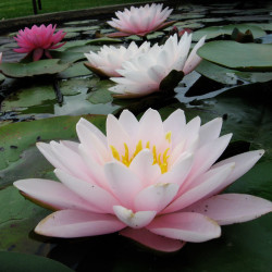 Nymphaea 'Chubby', nénuphar rustique couleur rose