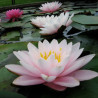 Nymphaea 'Chubby', nénuphar rustique couleur rose