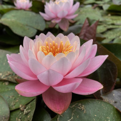 Nymphaea 'Nigel', nénuphar rustique couleur rose