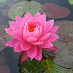 Nymphaea 'Celebration', nénuphar rustique couleur rose