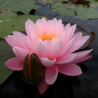 Nymphaea 'Perry's Pink Heaven', nénuphar rustique couleur rose