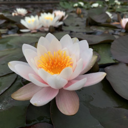 Nymphaea 'Madame Bory Latour-Marliac', nénuphar rustique couleur rose