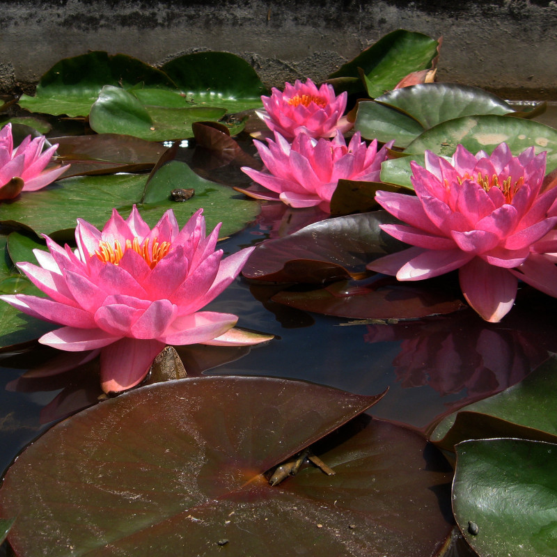 Nymphaea 'Souvenir de Jules Jacquier', nénuphar rustique couleur rose