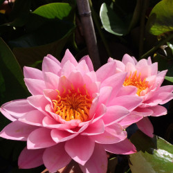 Nymphaea 'Supranee Pink', nénuphar rustique couleur rose