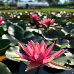 Nymphaea 'Pink Sparkle', nénuphar rustique couleur rose