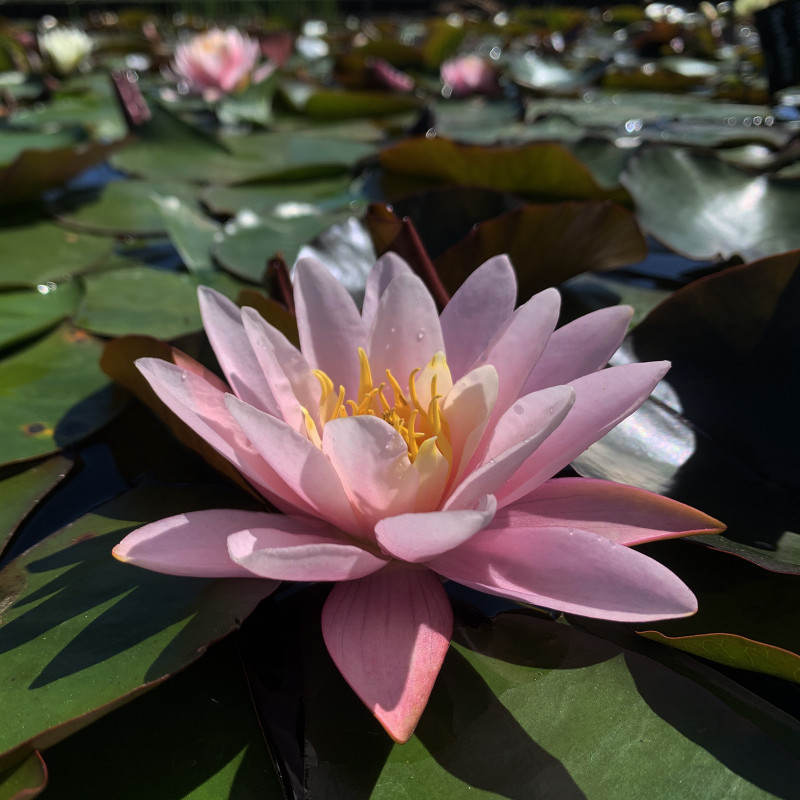 Nymphaea Pink Sensation, nénuphar rustique couleur rose