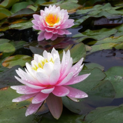 Nymphaea 'Ray Davies', nénuphar rustique couleur rose