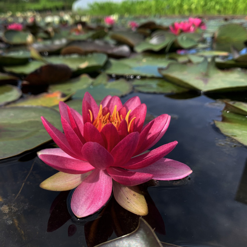 Nymphaea 'Perry's Strawberry Pink', nénuphar rustique couleur rose