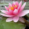 Nymphaea 'Perry's Pink Bicolor', nénuphar rustique couleur rose