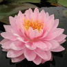 Nymphaea 'Lily Pons', nénuphar rustique couleur rose