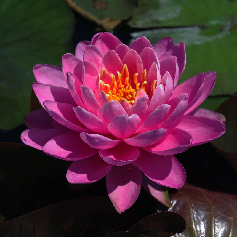 Nymphaea 'Perry's Fire Opal', nénuphar rustique couleur rose