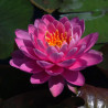 Nymphaea 'Perry's Fire Opal', nénuphar rustique couleur rose