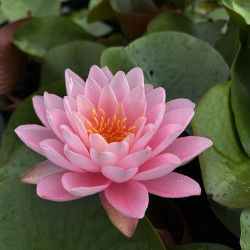 Nymphaea 'Peter Slocum', nénuphar rustique couleur rose