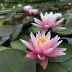 Nymphaea 'American Star', nénuphar rustique couleur rose