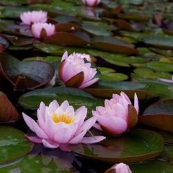 Nymphaea 'Rosanna Supreme', nénuphar rustique couleur rose