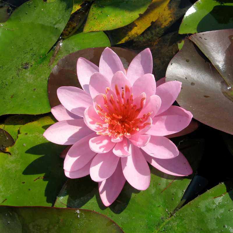 Nymphaea 'Firecrest', nénuphar rustique couleur rose