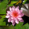 Nymphaea 'Firecrest', nénuphar rustique couleur rose