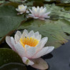 Nymphaea 'Transfiguration', nénuphar rustique couleur rose