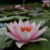 Nymphaea 'Guy Maurel', nénuphar rustique couleur rose