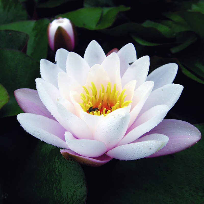 Nymphaea 'Marliacea Carnea', nénuphar rustique couleur rose