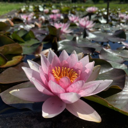 Nymphaea 'Neptune', nénuphar rustique couleur rose