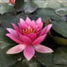 Nymphaea 'Murillo', nénuphar rustique couleur rose