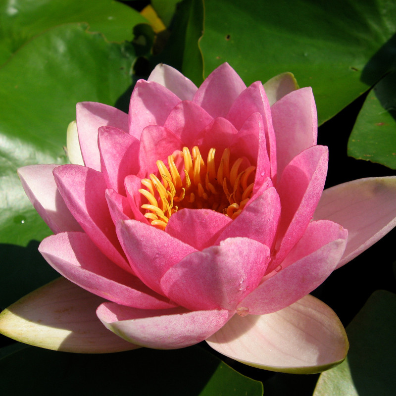 Nymphaea 'Masaniello', nénuphar rustique couleur rose