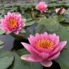 Nymphaea 'James Hudson', nénuphar rustique couleur rose