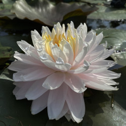 Nymphaea 'Gloire du Temple-sur-Lot', nénuphar rustique couleur rose