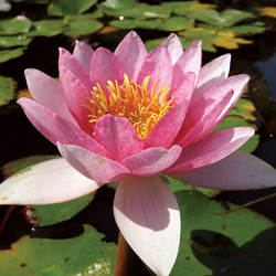 Nymphaea 'Galatée', nénuphar rustique couleur rose