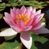 Nymphaea 'Galatée', nénuphar rustique couleur rose