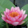 Nymphaea 'Sultan', nénuphar rustique couleur rose