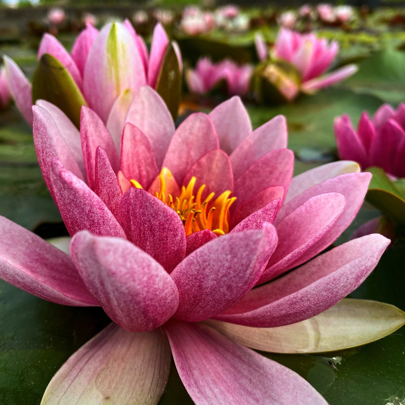 Nymphaea 'Splendida', nénuphar rustique couleur rose