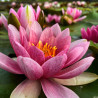 Nymphaea 'Splendida', nénuphar rustique couleur rose