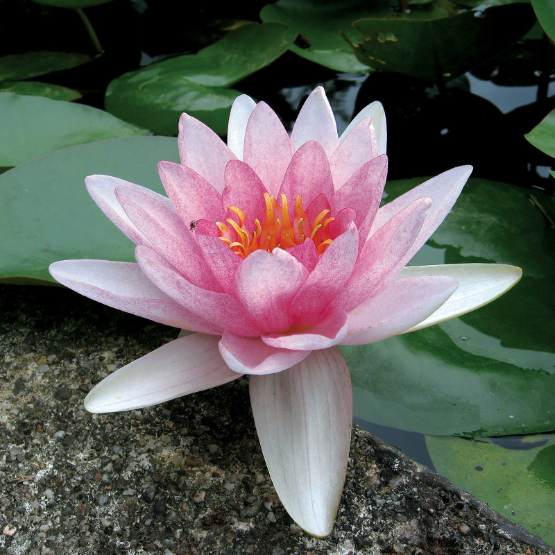 Nymphaea 'Somptuosa', nénuphar rustique couleur rose