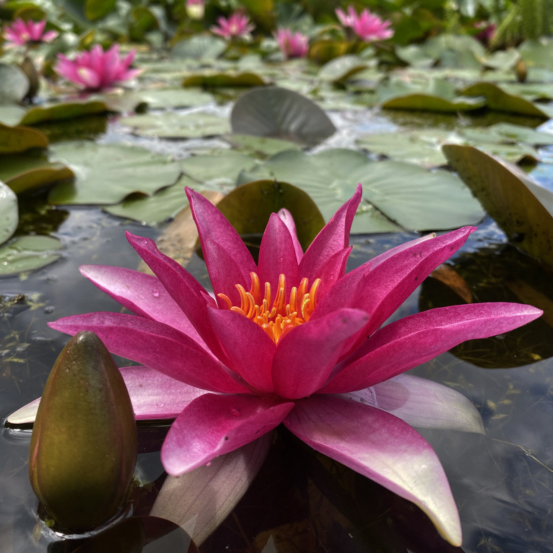 Nymphaea 'Rosita', nénuphar rustique couleur rose