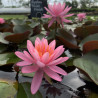 Nymphaea 'Princess Elizabeth' , nénuphar rustique couleur rose