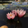 Nymphaea 'Marliacea Rosea', nénuphar rustique couleur rose