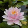 Nymphaea 'Madame Wilfron Gonnère', nénuphar rustique couleur rose