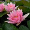 Nymphaea 'Goliath', nénuphar rustique couleur rose