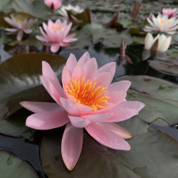 Nymphaea 'Rosenymphe', nénuphar rustique couleur rose