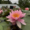 Nymphaea 'Formosa', nénuphar rustique couleur rose