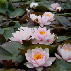 Nymphaea 'Fabiola', nénuphar rustique couleur rose