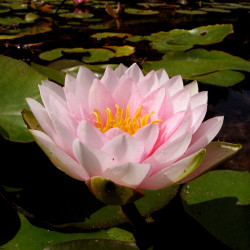 Nymphaea 'Darwin', nénuphar rustique couleur rose