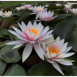 Nymphaea 'Fritz Junge', nénuphar rustique couleur rose