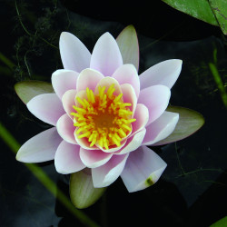 Nymphaea 'Colossea', nénuphar rustique couleur rose