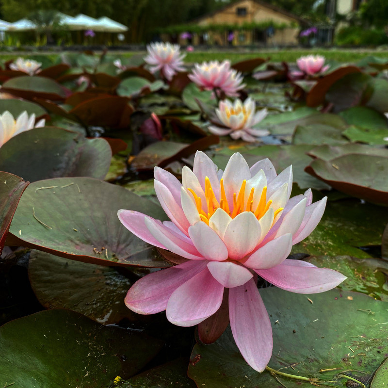 Nymphaea 'Caroliniana Rosea', nénuphar rustique couleur rose