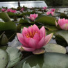 Nymphaea 'Baroness Orczy', nénuphar rustique couleur rose