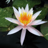 Nymphaea 'Arc-en-ciel', nénuphar rustique couleur rose